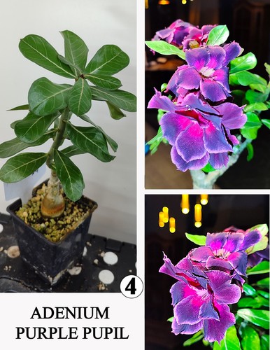 Adenium purple pupil - adenium, n4