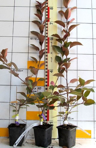 Malus purpurea eleyi - x,