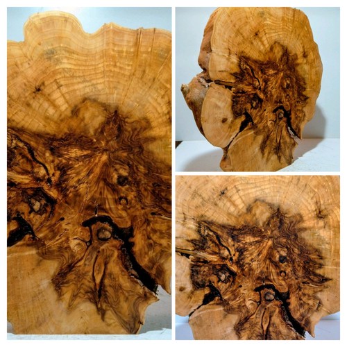 Groß,Baumscheibe,Holzscheibe