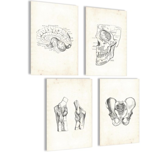 Anatomie skelett poster - anatomie,