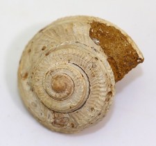 Schnecke, Obornella