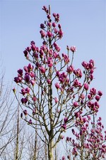Magnolia 'Burgundy Star'