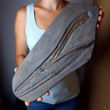 Ichthyosaurus Holzmaden Fossil Schädel Kiefer Ichthyosaurier Dinosaurier 