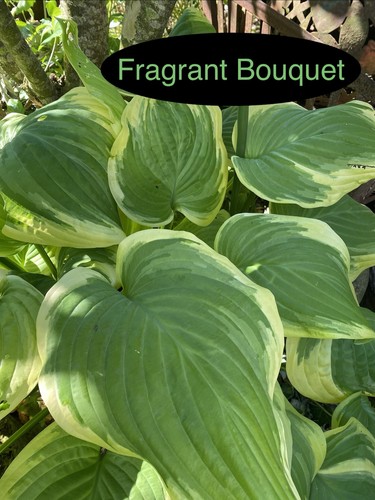 Hosta fragrant bouquet 1 - bouquet, ,