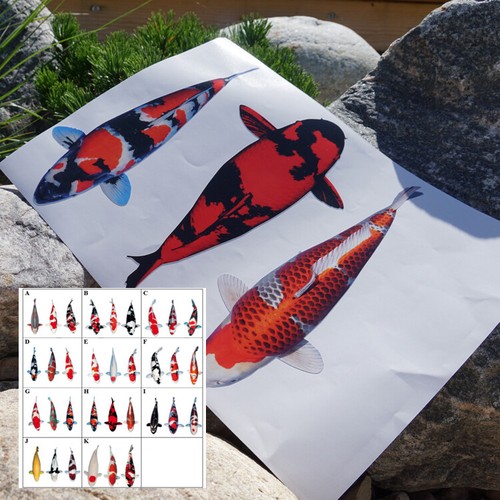 Koi aufkleber deko fan - koi,