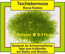 AQ* ⭐ Teichlebermoos "Riccia fluitans". ⭐ Großes Moospolster in TOP-Qualität !
