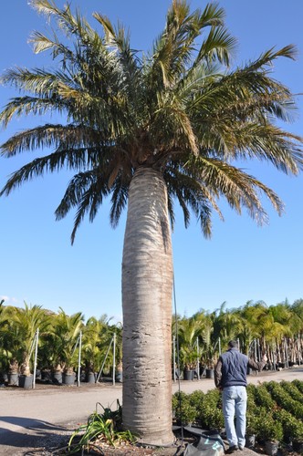 Jubaea chilensis - 1,