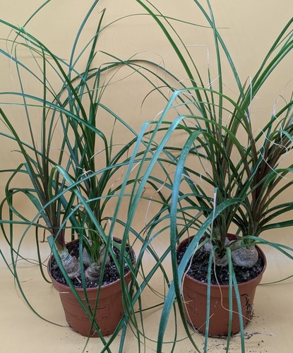 Beaucarnea nolina - beaucarnea,