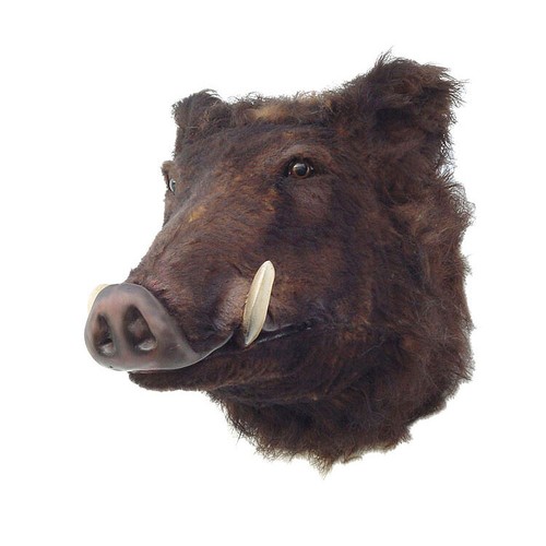Wildschwein kopf jagd deko - kopf,