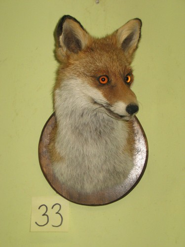 Fuchs kopf präparat - fuchs, +