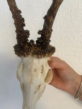 L1 Rehbock Rehgeweih Geweih  Reh 370g