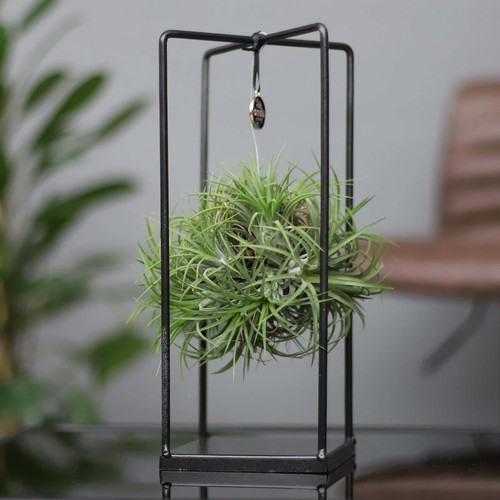 Tillandsia magic ball - tillandsia, in
