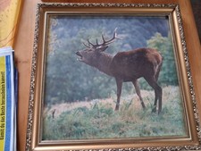 Bild Foto Hirsch in verziertem
