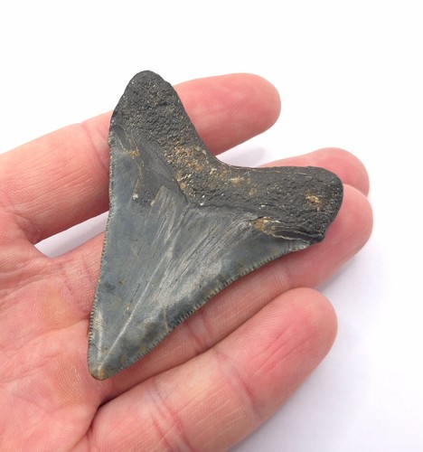 Sehr schöner megalodon - sehr,