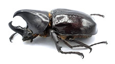 Dynastinae, Xylotrupes