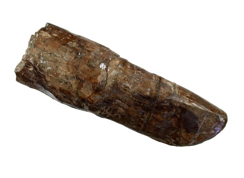 Miozän stoßzahn spitze von - ,