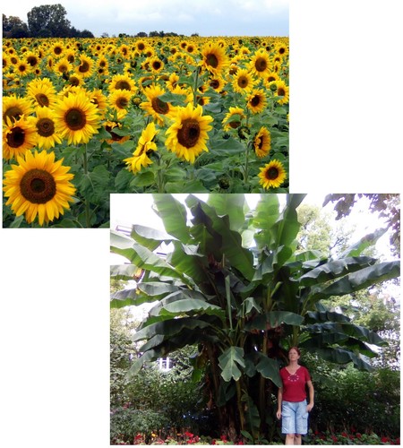 Samen sparset monster banane - samen, monster-banane