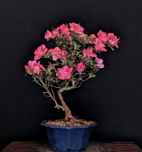 Bonsai japanische azalee - bonsai,