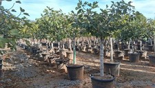 Feigenbaum - 25 jahre alt -