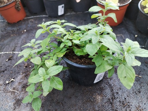 Bananen minze mentha arvensis - mentha,