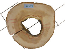 Esche Baumscheibe Tischplatte