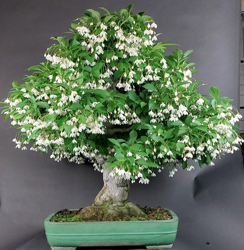 Bonsai jap - -,