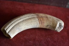 Warzenschwein Hauer Messergriff für Jagd u.Trachtenmesser