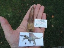 riesiger Zahn vom Spinosaurus aegyptiacus aus Marokko