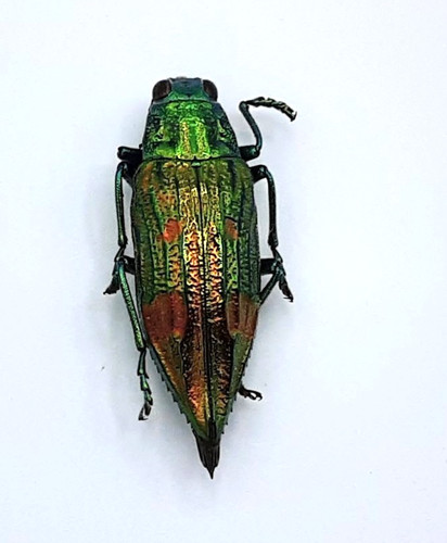 Buprestidae chrysodema sp - buprestidae,,