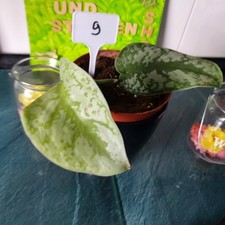 Scindapsus pictus Efeutute