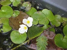 Froschbiss - Hydrocharis morsus-ranae Schwimmpflanze, Miniseerose 6 Stück