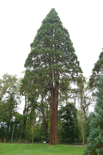Küstenmammutbaum sequoia - -,