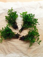 Bolbitis Heteroclita ( Difformis )  2 Bunde Wasserpflanzen,