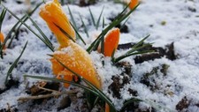 Schneekrokusse orange Krokusse
