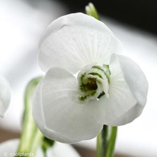 10x Galanthus Schneeglöckchen "Polar Bear" große Zwiebel Sammler-Sorte