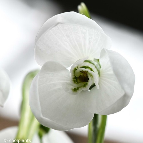 Schneeglöckchen galanthus - schneeglöckchen,