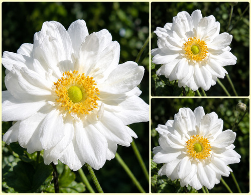 Herbstanemone anemone - herbstanemone,