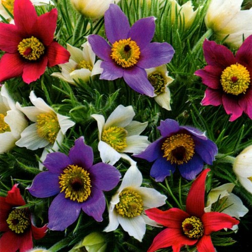 Küchenschelle mix blumen - küchenschelle,