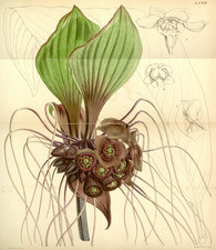 Samen von der sagenhaft schönen Fledermausblume "Tacca integrifolia" einzigartig