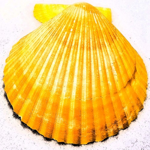 Sehr seltene gelbe pectinidae - sehr,