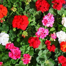 Geranien stehend-Pelargonium