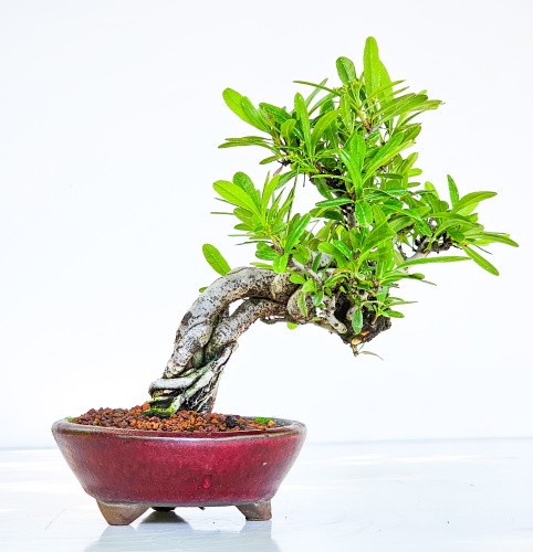 Bonsai pyracantha feuerdorn - pyracantha,