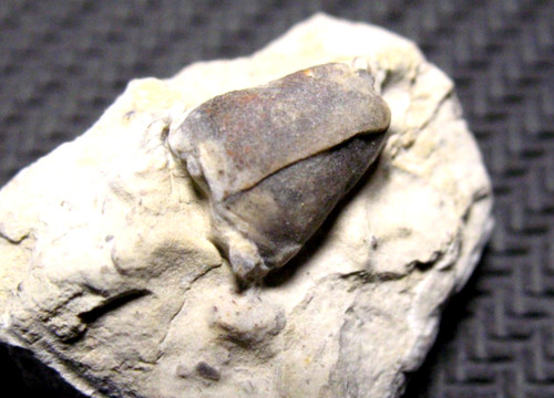 Ordovizium bromid crinoid - bromid,