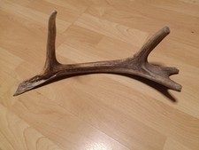 Kleines Geweih Zu Verkaufen