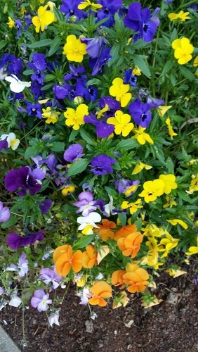 Hornveilchen viola cornuta - viola,