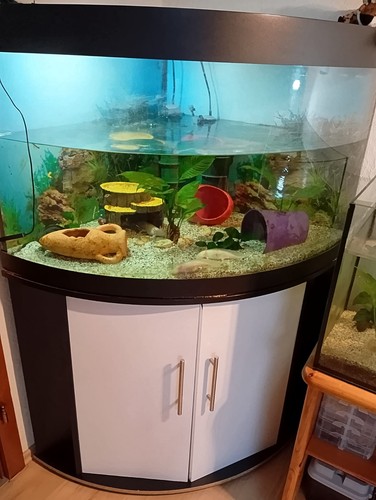 Komplettaquarium glas mit - komplettaquarium,