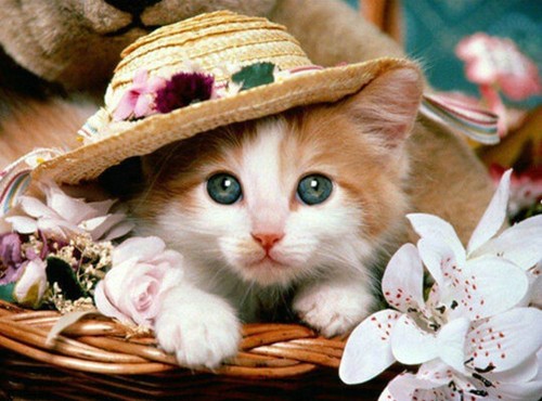 Diamond painting katze 40x30 - katze,