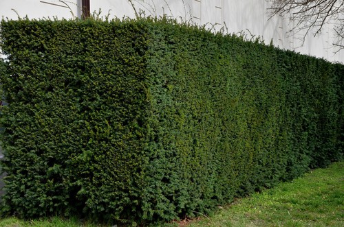 Eibe 15st 120 140cm als - eibe, 120-140cm