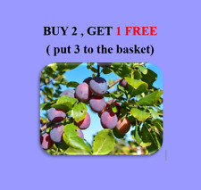 BBQ Woods Chips Rauchen