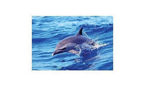 Delphine dolphins poster - delphine,